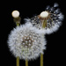 Puffballs In Every Stage