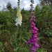 Love foxgloves