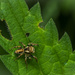 Jumping spiders