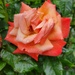 Rainy Rose