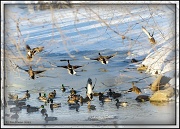 10th Feb 2011 - Lame Ducks
