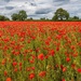 Poppies! 