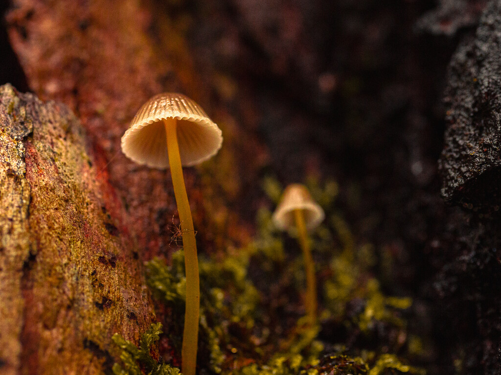 Fungi Macedon -1 by shanekyneton