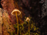 3rd Jun 2026 - Fungi Macedon -1