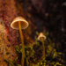 Fungi Macedon -1