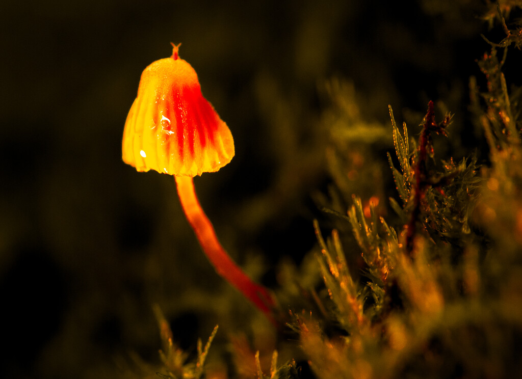 Fungi Macedon -1-2 by shanekyneton