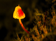 4th Jun 2026 - Fungi Macedon -1-2