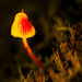 Fungi Macedon -1-2