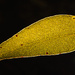 Fungi Macedon -1-5