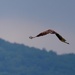 Turkey Vulture