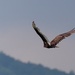 Gliding