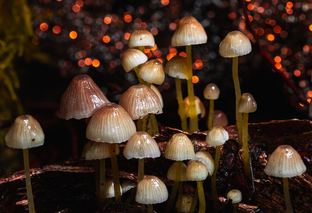 Fungi Macedon -21 by shanekyneton