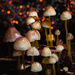 Fungi Macedon -21