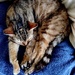 Holly relaxing.