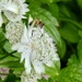 Astrantia plus bee.