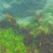 Seaweed 01