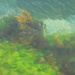 Seaweed 02