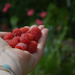 just for fun: Happy harvest