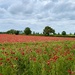 Poppy Field