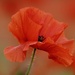 Poppy Red