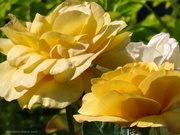 7th Jun 2026 - Golden Wedding