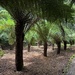 Tree Ferns - Lots of Them