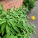 Sage rosemary and thyme 