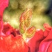 Baby Dragon, Emerging 