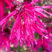 Fringe Flower