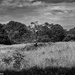 East River Preserve