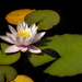 Water Lily