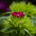 Sweet William