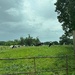 Cows