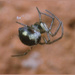 7 -Tiny spider
