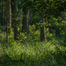 An alder carr