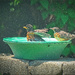Two in the Bath
