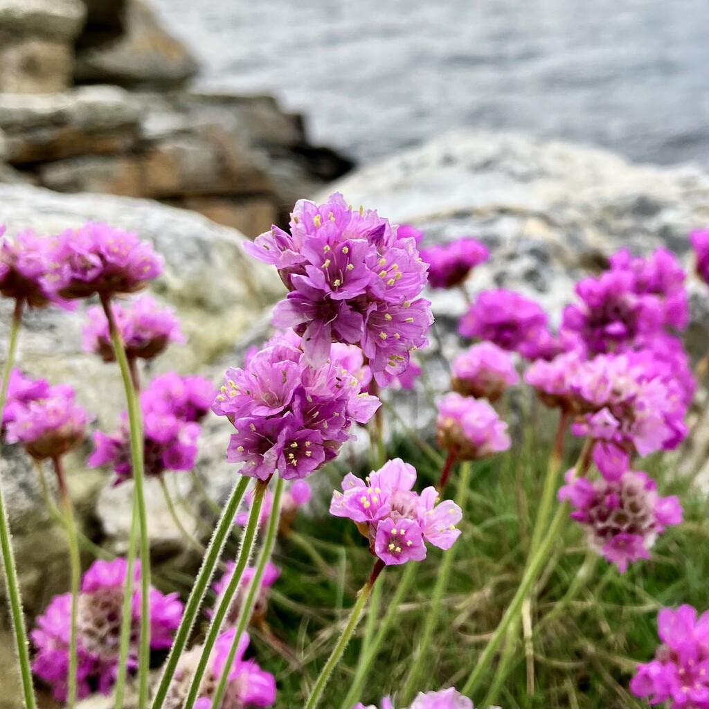 Sea pink by khandro