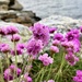 Sea pink
