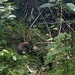Lost in the Foliage