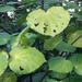 Kawakawa leaves