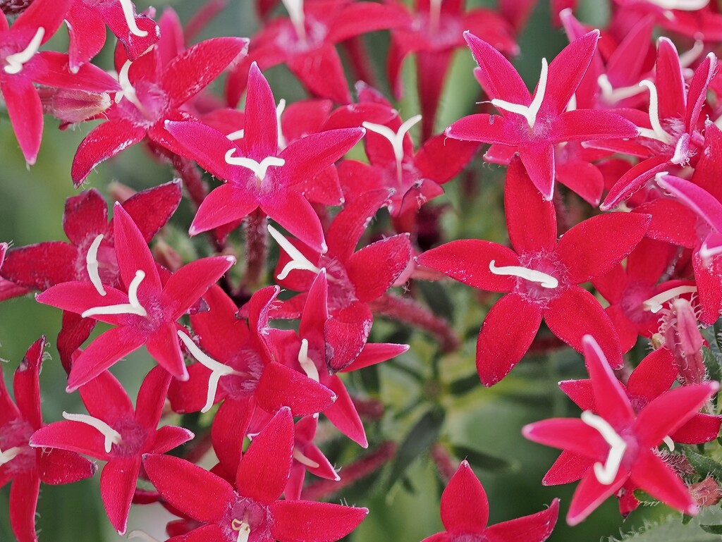 Mini red and white flowers. by ianjb21
