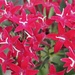 Mini red and white flowers.