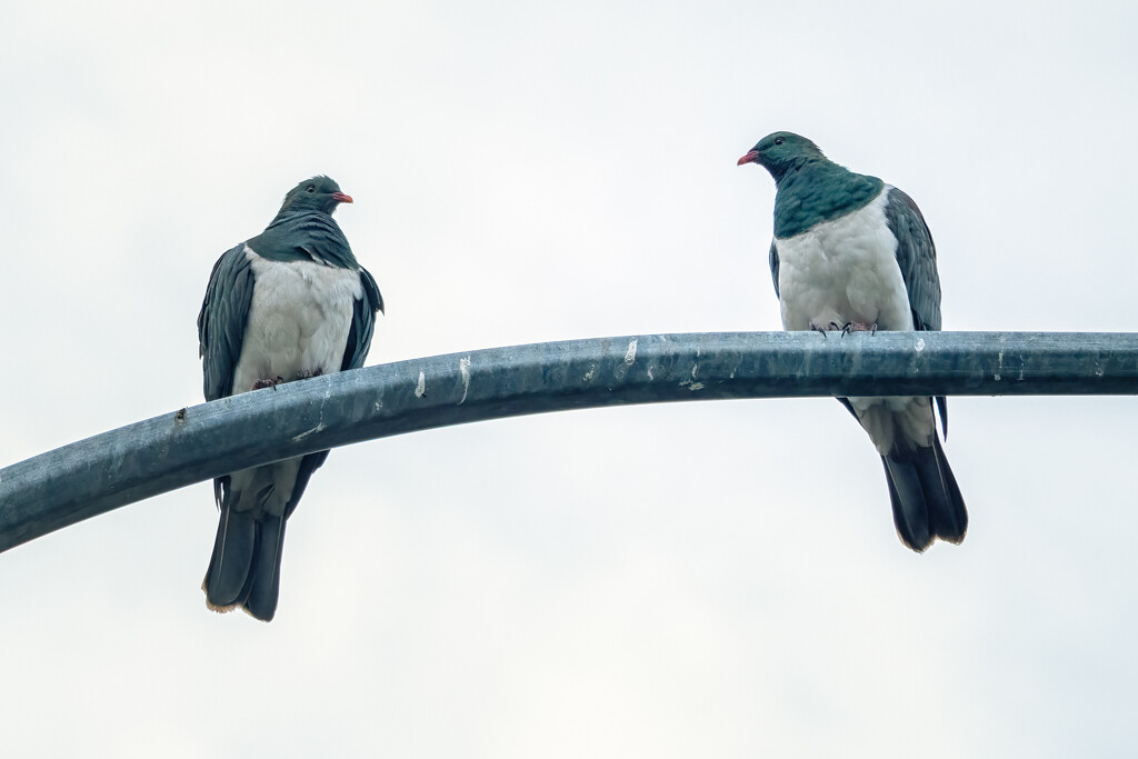 Balance Beam Specialists by helenw2