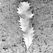 19th Feb 2026 - FOR19 Leaf