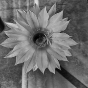 20th Feb 2026 - FOR20 Bloom