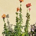 I loved these flowers tall elegant with a vintage touch…