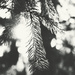Golden Hour Bokeh Blast