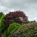 Shrubberies & trees