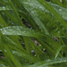 Pouring rain