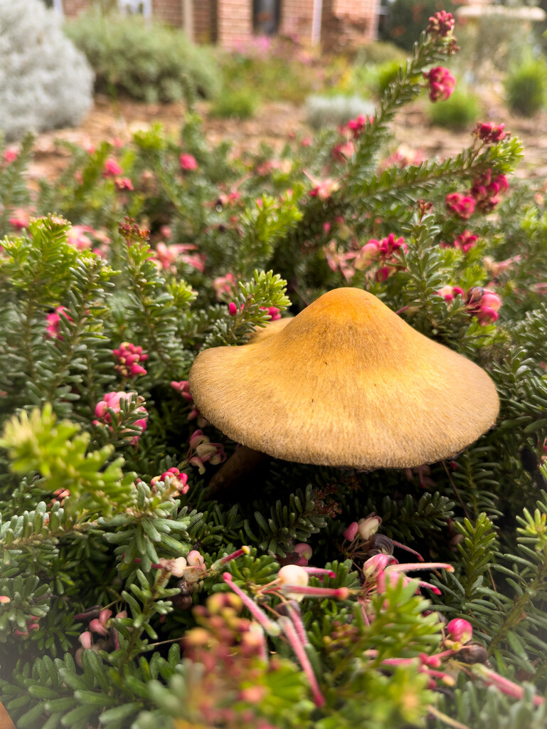 another larger fungi in the garden today by shanekyneton